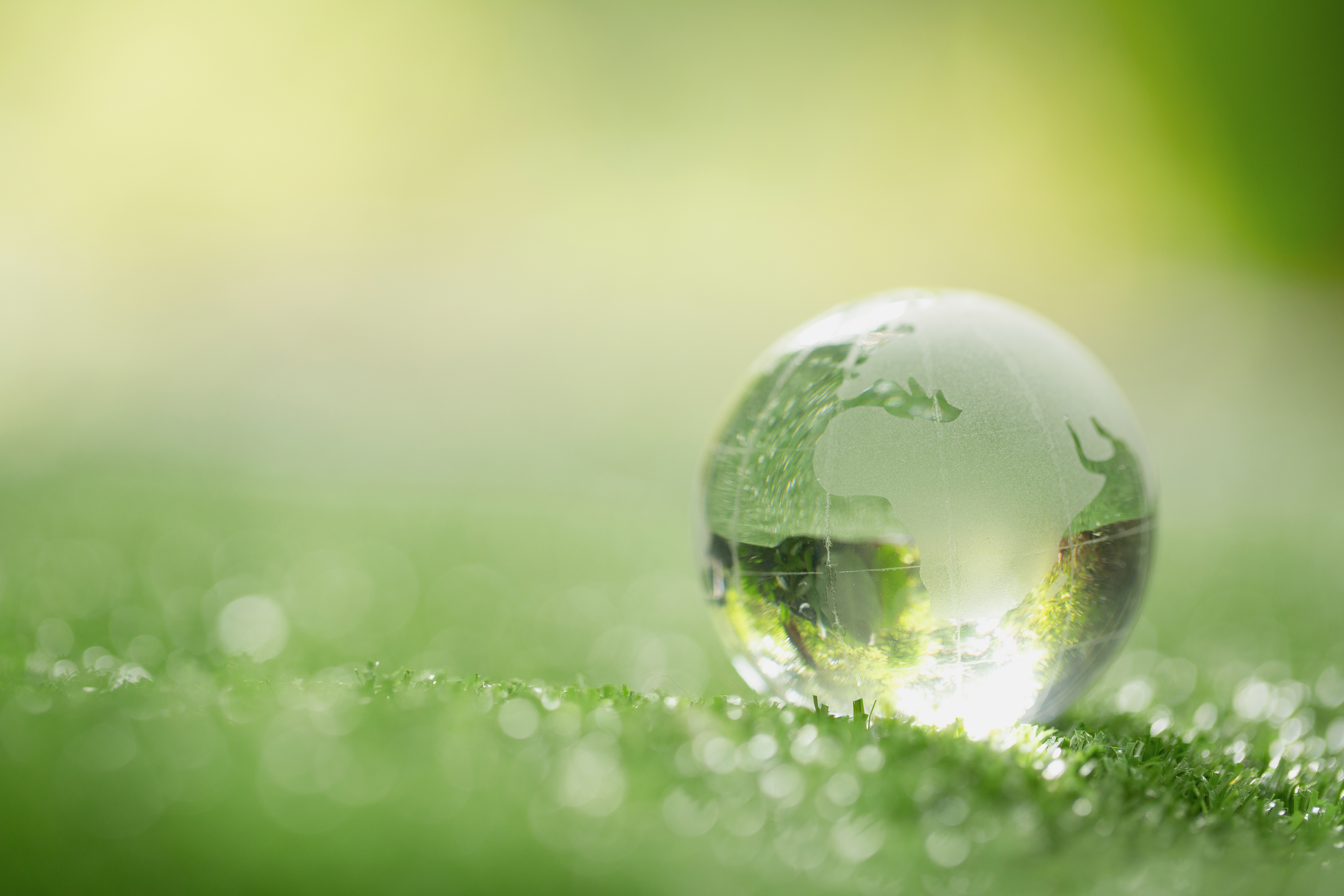 Glaskugel auf einer grünen Wiese vor einem Wald als Symbol für Umwelt- und Naturschutz.